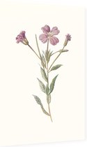 Harig Wilgenroosje (Greater Willow Herb) - Foto op Dibond - 60 x 90 cm