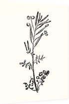 Kleine Veldkers zwart-wit (Hairy Bitter Cress) - Foto op Dibond - 60 x 80 cm