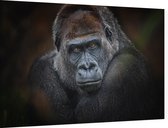 Gorilla op zwarte achtergrond - Foto op Dibond - 60 x 40 cm