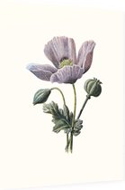 Slaapbol (Poppy White) - Foto op Dibond - 60 x 80 cm