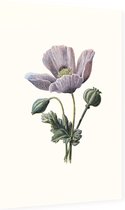 Slaapbol (Poppy White) - Foto op Dibond - 60 x 90 cm