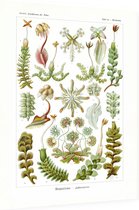 Marchantia - Hepaticae (Kunstformen der Natur), Ernst Haeckel - Foto op Dibond - 60 x 80 cm