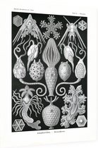 Placocystis - Amphoridea (Kunstformen der Natur), Ernst Haeckel - Foto op Dibond - 30 x 40 cm