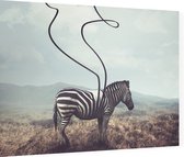 Abstracte zebra - Foto op Dibond - 80 x 60 cm