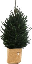 Boom van Botanicly – Picea glauca Super Green met een kurk pot als set – Hoogte: 110 cm