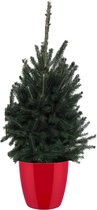 Boom van Botanicly – Picea glauca Super Green – Hoogte: 70 cm