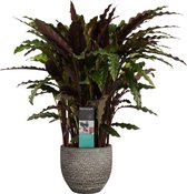 Kamerplant van Botanicly – Marantaceae in veelkleurig Keramisch pot 'MICA' als set – Hoogte: 50 cm – Calathea Elgergrass