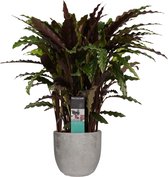 Kamerplant van Botanicly – Marantaceae in grijs Keramisch pot 'MICA' als set – Hoogte: 50 cm – Calathea Elgergrass