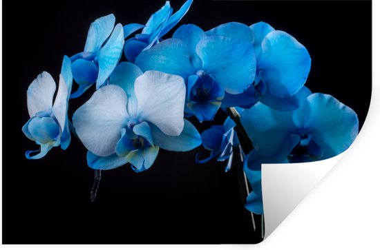 Muurstickers - Sticker Folie - Blauwe orchidee tegen een zwarte achtergrond - 90x60 cm - Plakfolie - Muurstickers Kinderkamer - Zelfklevend Behang - Zelfklevend behangpapier - Stickerfolie