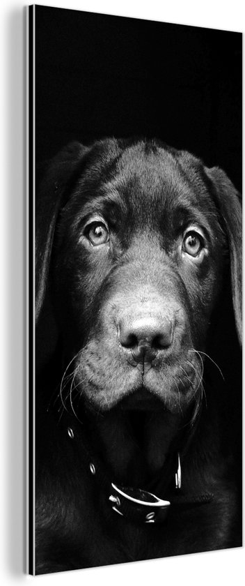 Wanddecoratie Metaal - Aluminium Schilderij Industrieel - Close-up labrador puppy tegen zwarte achtergrond in zwart-wit - 40x80 cm - Dibond - Foto op aluminium - Industriële muurdecoratie - Voor de woonkamer/slaapkamer