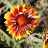 6x Gaillardia ‘Bremen’ - Kokardebloem - Pot 9x9 cm