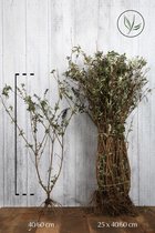 25 stuks | Vlinderstruik 'Royal Red' Blote wortel 40-60 cm - Bladverliezend - Bloeiende plant - Geurend - Informele haag - Insectenlokkend
