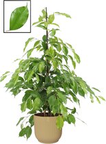 Mama's Planten - Ficus Benjamina ‘Exotica’ In ELHO Vibes Fold Rond Sierpot  (botergeel) - Vers Van De Kweker - ↨ 105cm - ⌀ 22cm