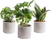 FloriaFor - Trio ‘Klein Groen’ In Laos Keramiek (grijs) - - ↨ 15cm - ⌀ 10cm