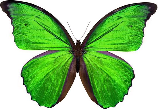 La collection de papillons I – 100cm x 100cm - Photo d'art sur Plexiglas – Incl. système de suspension aveugle et garantie de 5 ans