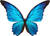 The butterfly collection II – 100cm x 100cm - Fotokunst op PlexiglasⓇ incl. certificaat & garantie.