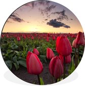 WallCircle - Wandcirkel - Muurcirkel - Rode tulpen en een zonsondergang - Aluminium - Dibond - ⌀ 90 cm - Binnen en Buiten