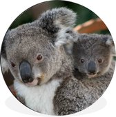 WallCircle - Wandcirkel - Muurcirkel - Koala's - Vader - Zoon - Kids - Jongens - Meiden - Aluminium - Dibond - ⌀ 60 cm - Binnen en Buiten
