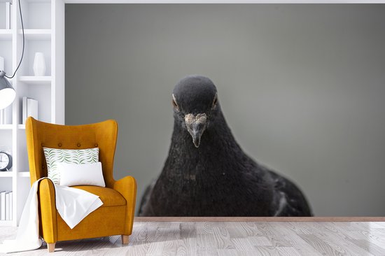 Papier peint photo vinyle - Un beau pigeon sur fond gris largeur 330 cm x hauteur 220 cm - Tirage photo sur papier peint (disponible en 7 tailles)