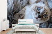 Behang - Fotobehang Siamese kitten met blauwe ogen op een deken van schapenvacht - Breedte 350 cm x hoogte 260 cm