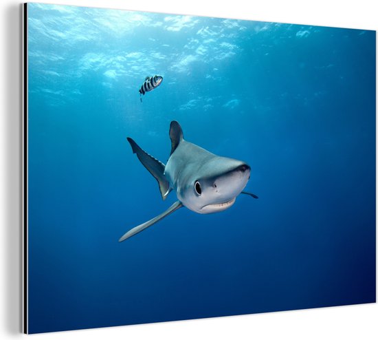 Wanddecoratie Metaal - Aluminium Schilderij - Grote blauwe haai - Dibond