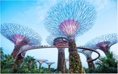 De bomen van Gardens by the Bay in Singapore bij daglicht - Foto op Forex - 60 x 40 cm