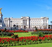 Gazon in bloei voor het Buckingham Palace in Londen - Fotobehang (in banen) - 250 x 260 cm
