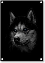 Siberische husky met blauwe ogen - Tuinposter 50x70 - Wanddecoratie - Dieren