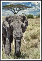 Poster van een olifant met een boom - 13x18 cm