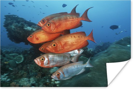 Rode en grijze vissen bij Zuid-Afrika Poster 180x120 cm - Foto print op Poster (wanddecoratie woonkamer / slaapkamer) XXL / Groot formaat!