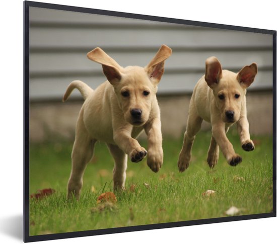 Fotolijst incl. Poster - Twee gele Labrador Retrievers lopen door het gras - 40x30 cm - Posterlijst
