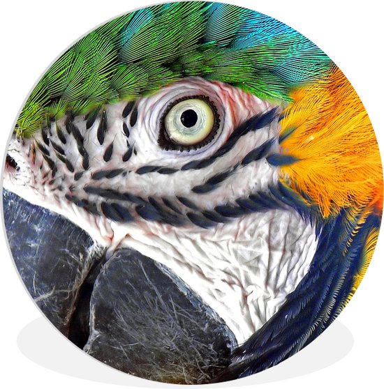 WallCircle - Wandcirkel ⌀ 30 - Close-up van een kleurrijke papegaai - Ronde schilderijen woonkamer - Wandbord rond - Muurdecoratie cirkel - Kamer decoratie binnen - Wanddecoratie muurcirkel - Woonaccessoires