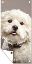 Tuinposter Maltezer honden portret - 40x80 cm - Wanddecoratie Buiten - Tuinposter - Tuindoek - Schuttingposter - Tuinschilderij