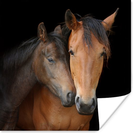 Knuffelende paarden poster papier 30x30 cm - Foto print op Poster (wanddecoratie woonkamer / slaapkamer) / Boerderijdieren Poster