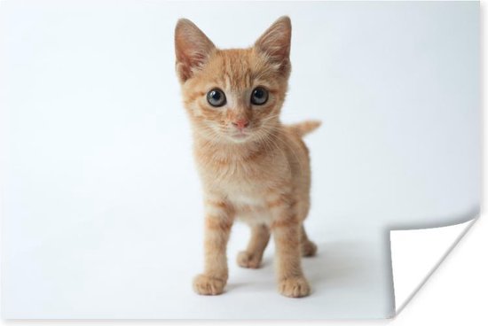 Poster Kat - Rood - Kitten - Meisjes - Kinderen - Jongens - Kindje - 90x60 cm