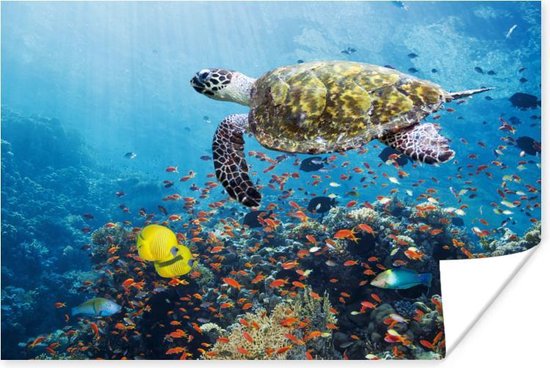 Schildpad bij koraalrif Poster - Foto print op Poster (wanddecoratie)