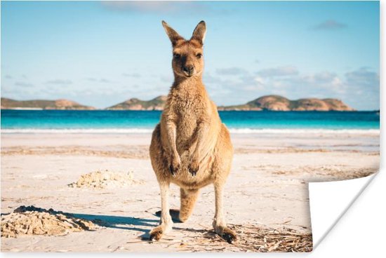 Kangoeroe op het strand Australie Poster 90x60 cm - Foto print op Poster (wanddecoratie woonkamer / slaapkamer) / Wilde dieren Poster