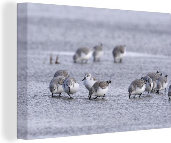 Drieteenstrandlopers in ondiep water Canvas 120x80 cm - Foto print op Canvas schilderij (Wanddecoratie woonkamer / slaapkamer)