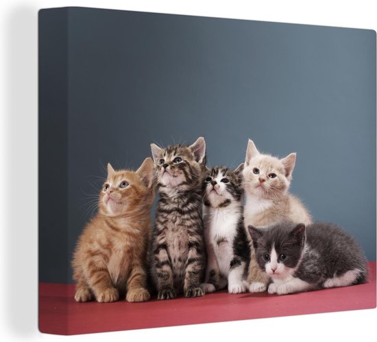 Portrait de groupe de chatons Toile 120x80 cm - Tirage photo sur toile (Décoration murale salon / chambre) / Peintures sur toile Animaux