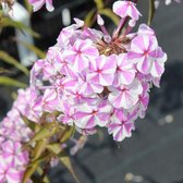 6x Phlox (M) ‘Natascha’ - Vlambloem - Pot 9x9 cm