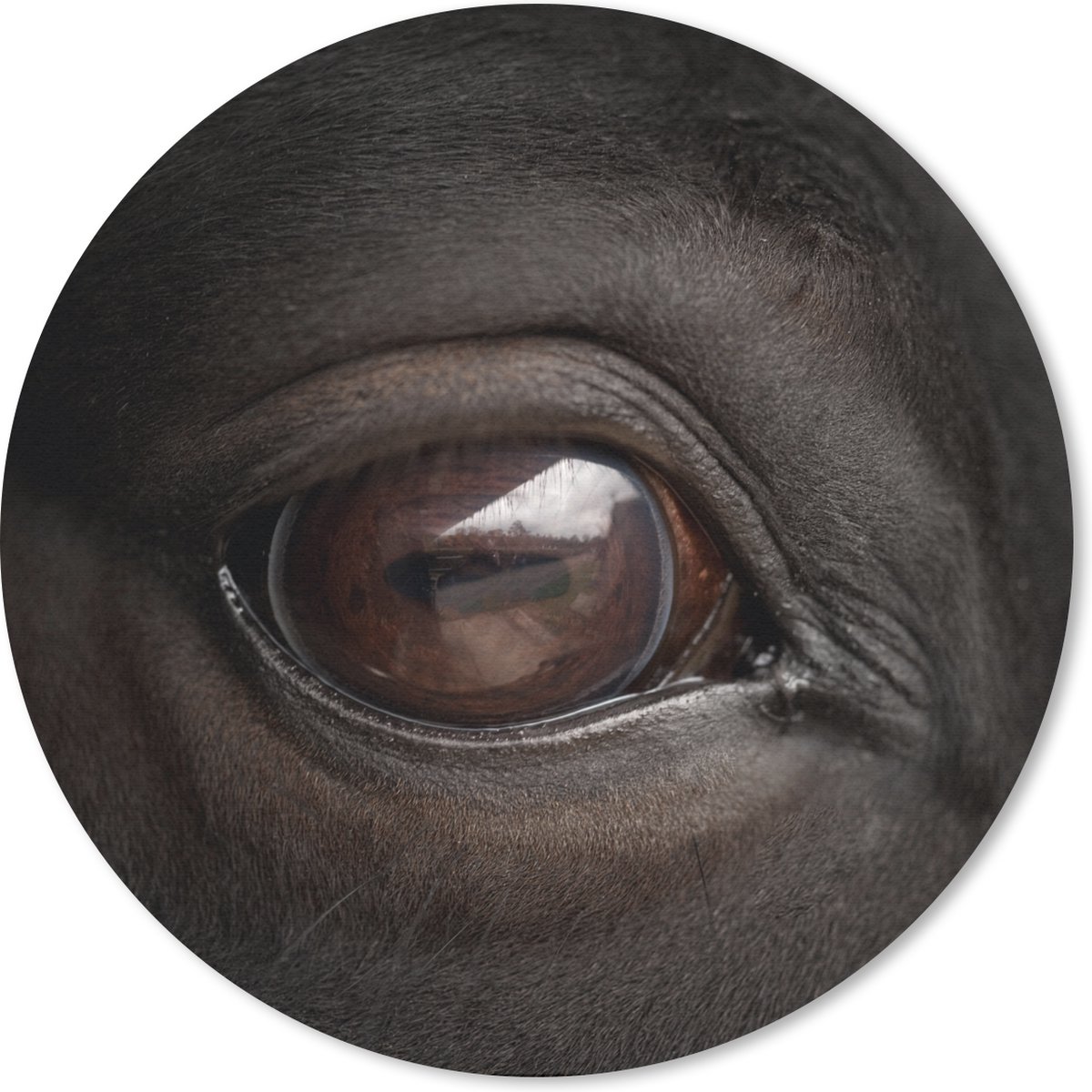 Muismat rond 20x20 cm - Mousepad Close-up paardenoog - Ronde muismatten