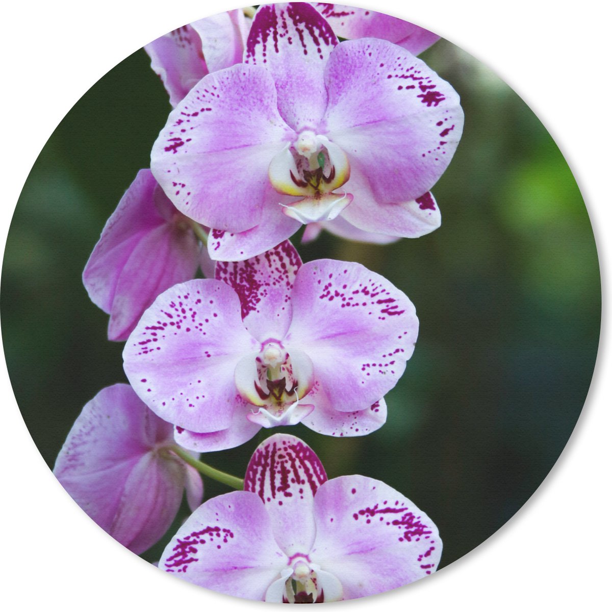 Muismat rond 50x50 cm - Mousepad Orchideeën in bloei - Ronde muismatten