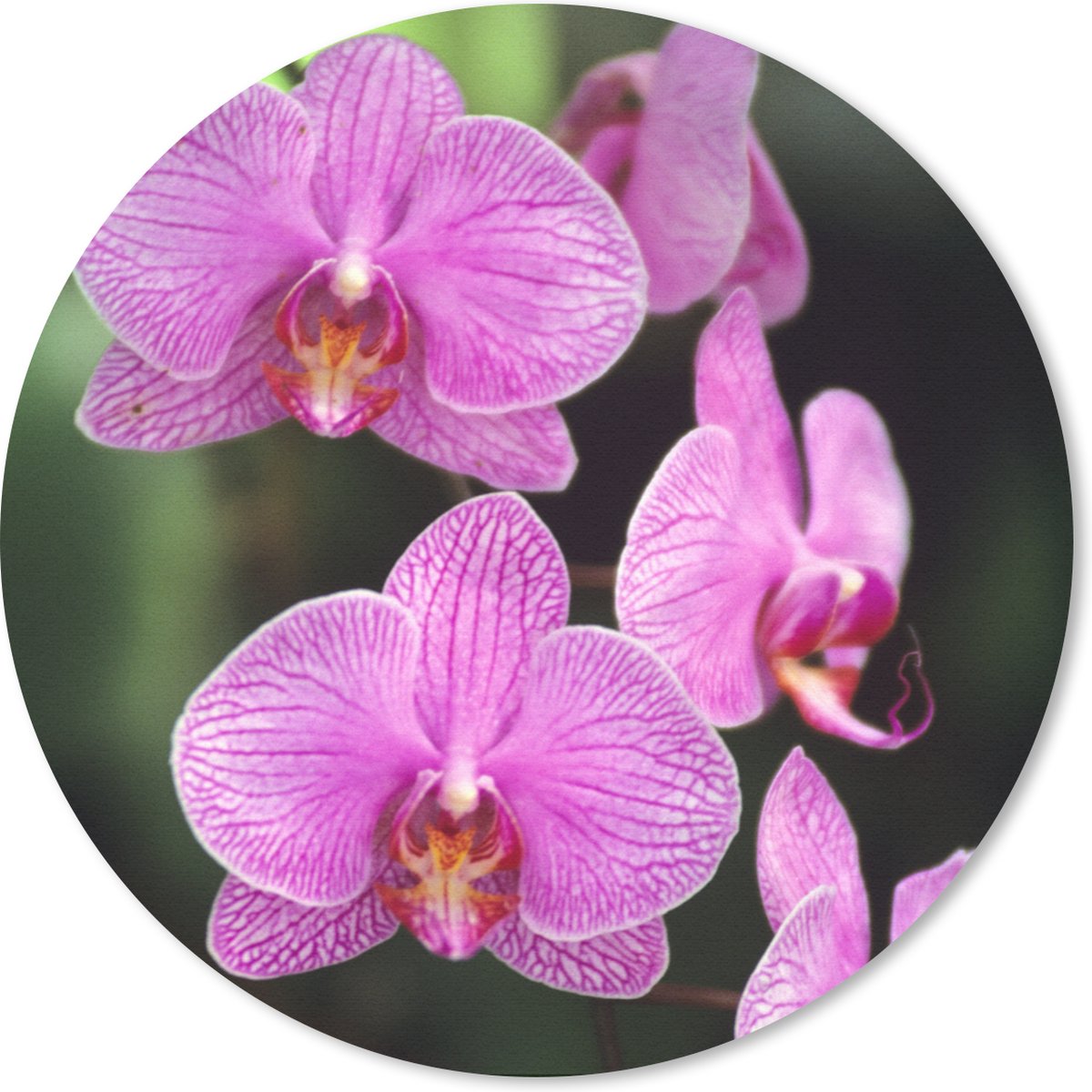 Muismat rond 20x20 cm - Mousepad Roze orchidee - Ronde muismatten