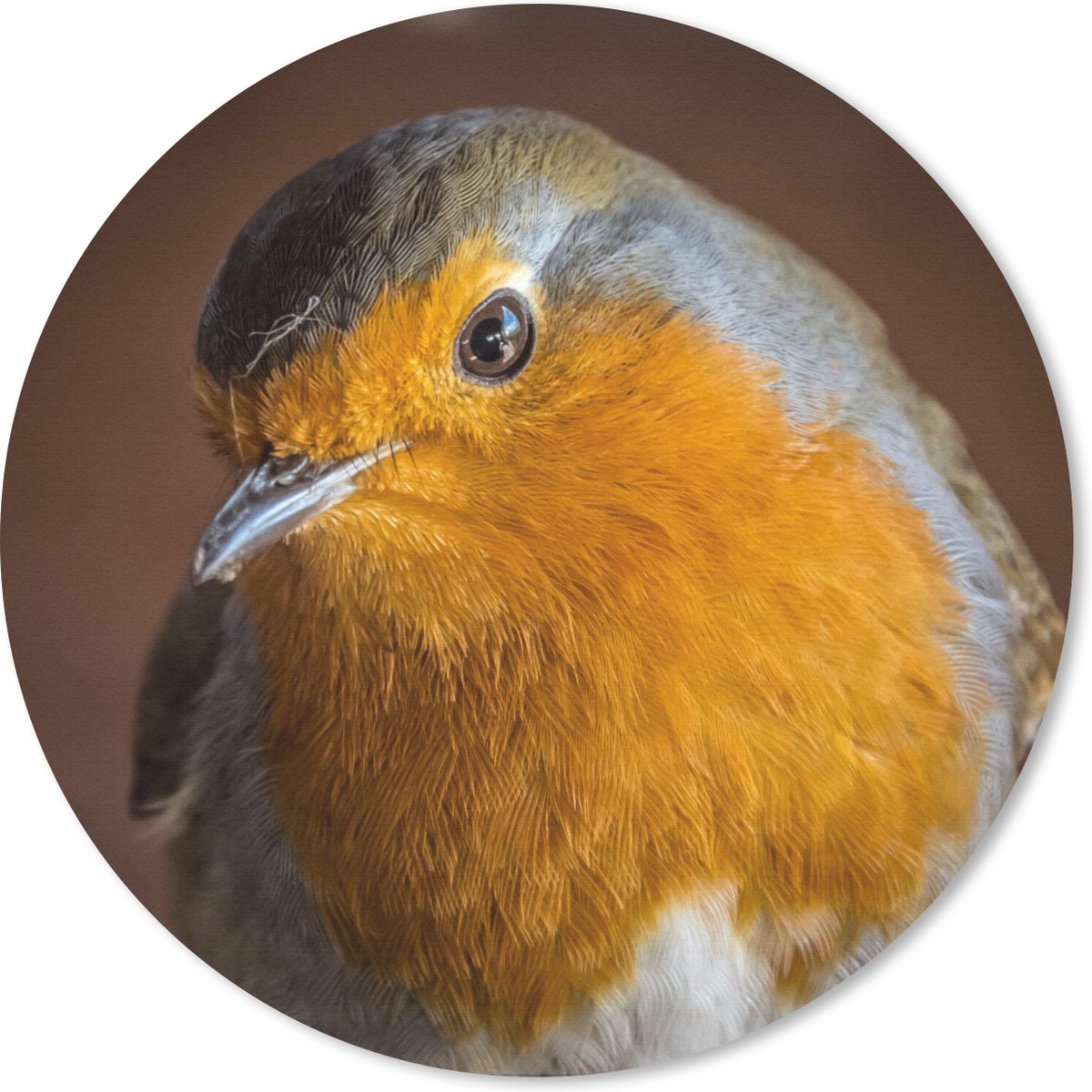 Muismat rond 30x30 cm - Mousepad Roodborstje - Portret - Vogel - Ronde muismatten