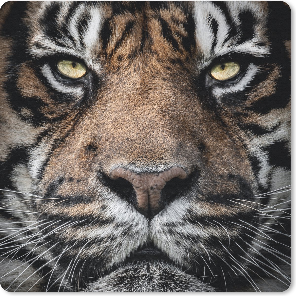 Muismat 30x30 cm - Mousepad Portretfoto tijger op zwarte achtergrond - Muismatten