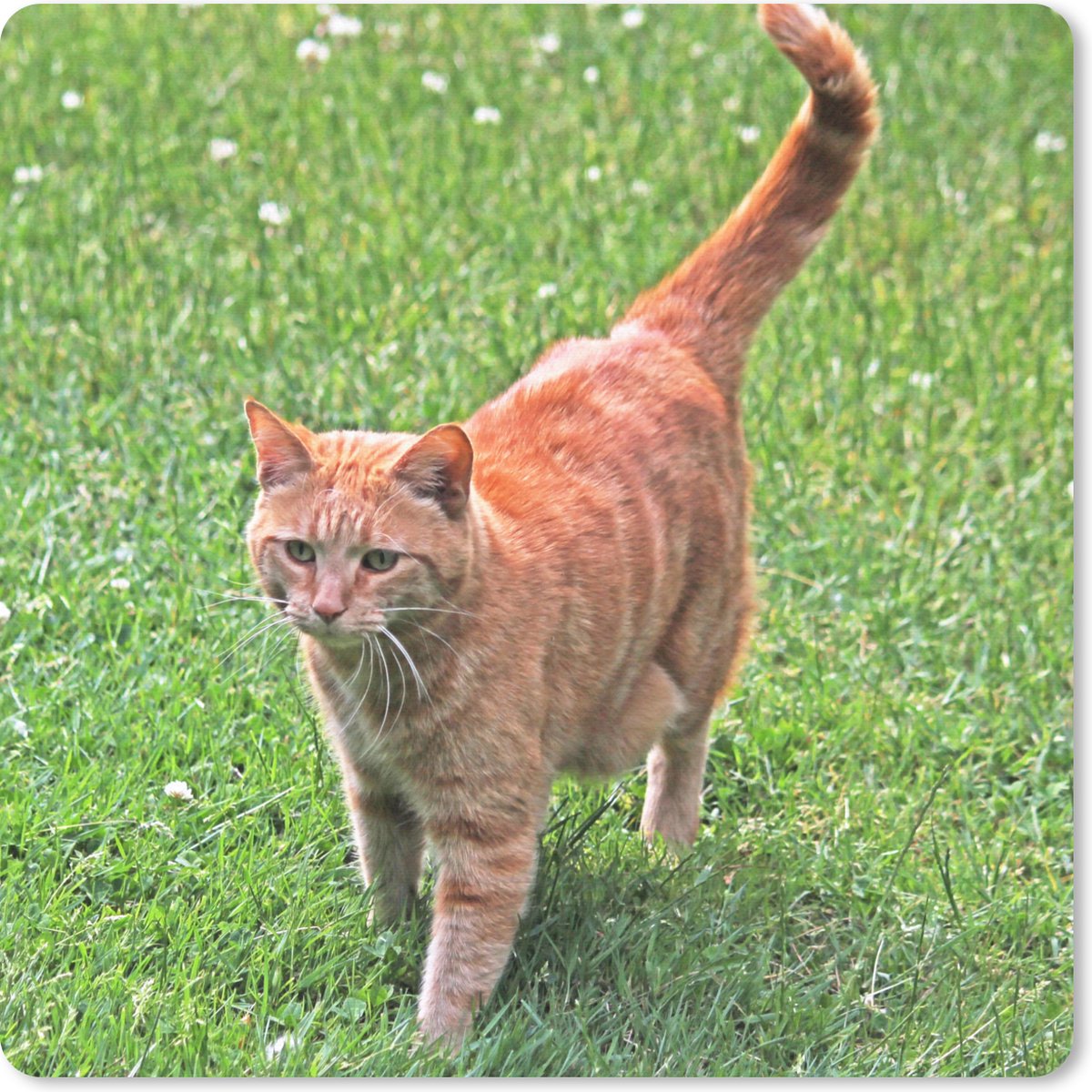 Muismat 30x30 cm - Mousepad Kat - Rood - Kater - Meisjes - Kinderen - Jongens - Kind - Muismatten