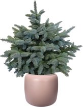 ELHO ® Pure Beads Small Ø 40 (Pebble Pink) met Picea pungens Super Blue – ? 95cm – ? 32,9cm