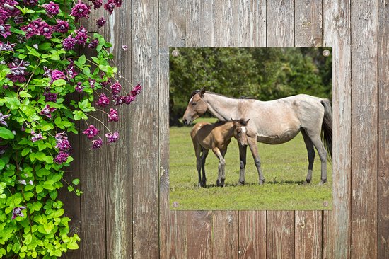 Posters de jardin Paarden - Herbe - Ombre - 50x50 cm - Toile de jardin - Affiche extérieure