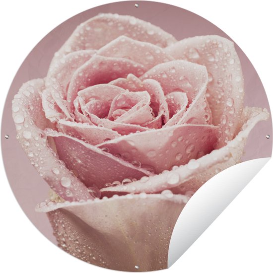 Tuincirkel Dauwdruppeltjes op een enkele roze roos - 60x60 cm - Ronde Tuinposter - Buiten