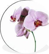 WallCircle - Wandcirkel - Muurcirkel - Roze orchideebloem - Aluminium - Dibond - ⌀ 60 cm - Binnen en Buiten